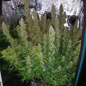 Auto Big Bud Feminised Silver - Photo №2